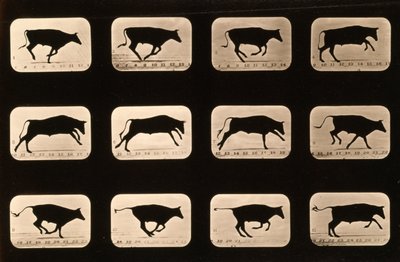 Bull, Running, Irregular from 